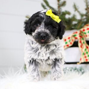 Portuguese Water Dog Puppy Ocean