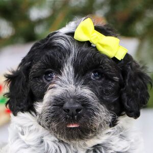 Portuguese Water Dog Puppy Ocean