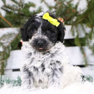 Portuguese Water Dog Puppy Ocean