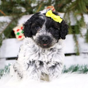 Portuguese Water Dog Puppy Ocean