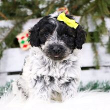 Portuguese Water Dog Puppy Ocean