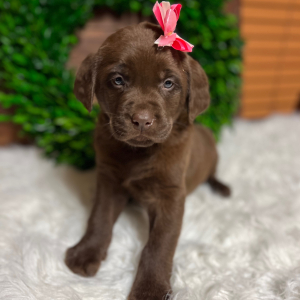 Labrador Retriever Puppy Chloe