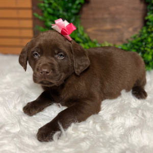Labrador Retriever Puppy Chloe