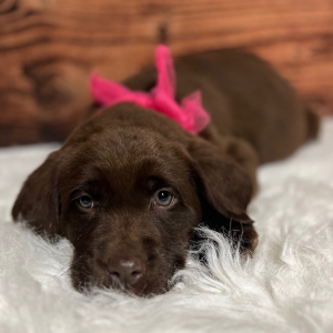 Labrador Retriever Puppy Chloe