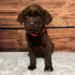 Labrador Retriever Puppy Chloe
