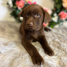 Labrador Retriever Puppy Chloe