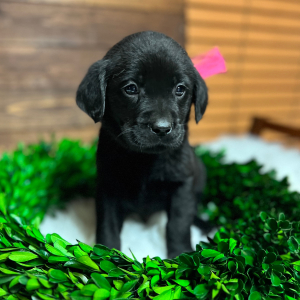 Labrador Retriever Puppy Sterling