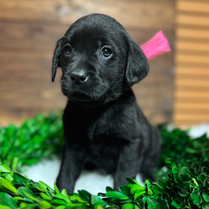 Labrador Retriever Puppy Sterling