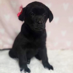 Labrador Retriever Puppy Sterling