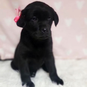 Labrador Retriever Puppy Sterling
