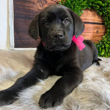 Labrador Retriever Puppy Sterling