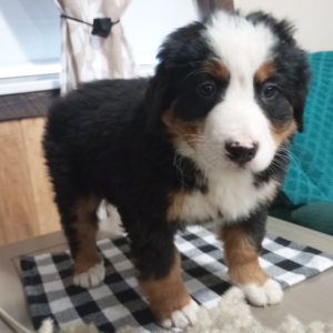 Bernese Mountain Dog Puppy Gracie