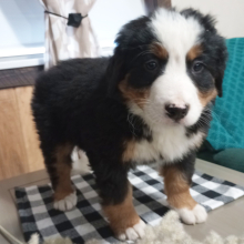 Bernese Mountain Dog Puppy Gracie