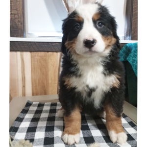 Bernese Mountain Dog Puppy Gracie
