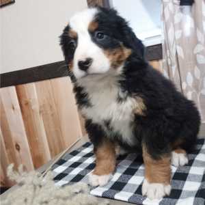 Bernese Mountain Dog Puppy Gracie