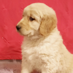 Golden Retriever Puppy Annie
