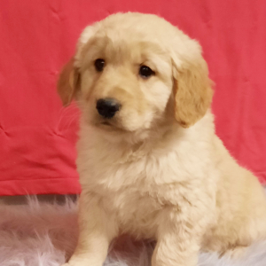 Golden Retriever Puppy Annie