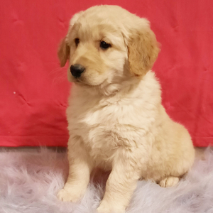 Golden Retriever Puppy Annie