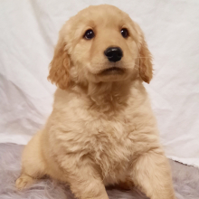 Golden Retriever Puppy Annie