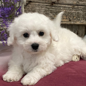 Bichon Frise Puppy Silas