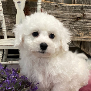 Bichon Frise Puppy Silas