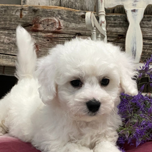 Bichon Frise Puppy Silas