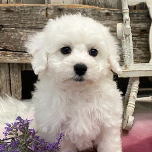 Bichon Frise Puppy Silas