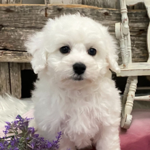 Bichon Frise Puppy Silas