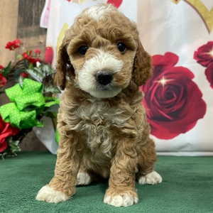 Goldendoodle Puppy Sofia