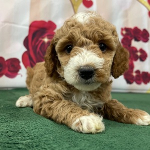 Goldendoodle Puppy Sofia