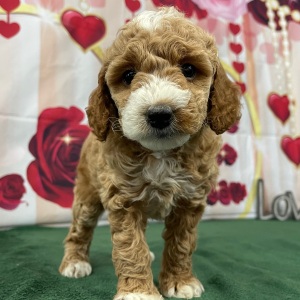 Goldendoodle Puppy Sofia