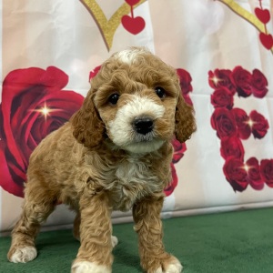 Goldendoodle Puppy Sofia