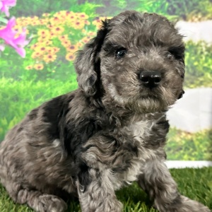 Goldendoodle Puppy Abbie