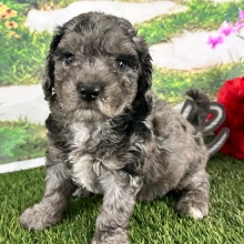 Goldendoodle Puppy Abbie