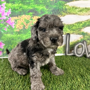 Goldendoodle Puppy Abbie