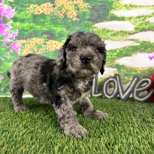 Goldendoodle Puppy Abbie