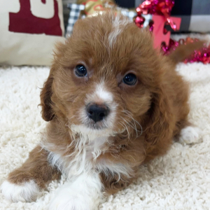 Cavapoo Puppy Riley