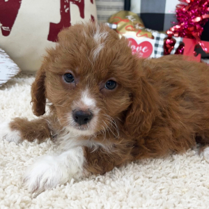 Cavapoo Puppy Riley