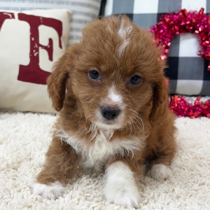 Cavapoo Puppy Riley