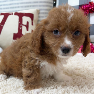Cavapoo Puppy Riley