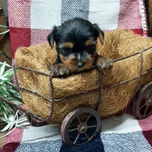 Yorkshire Terrier Puppy Cavin
