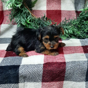 Yorkshire Terrier Puppy Cavin