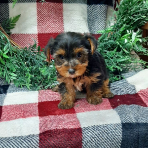 Yorkshire Terrier Puppy Cavin