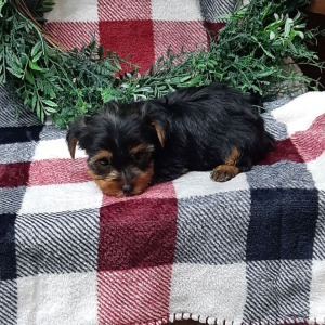 Yorkshire Terrier Puppy Cavin