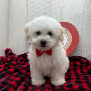 Havanese Puppy Baron