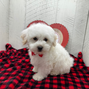 Havanese Puppy Baron
