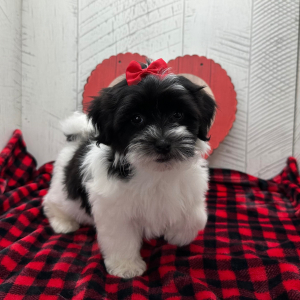Havanese Puppy Brylee