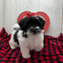 Havanese Puppy Brylee