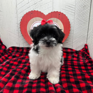 Havanese Puppy Brylee