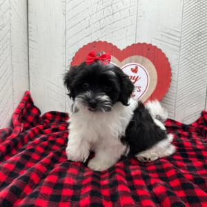 Havanese Puppy Brylee